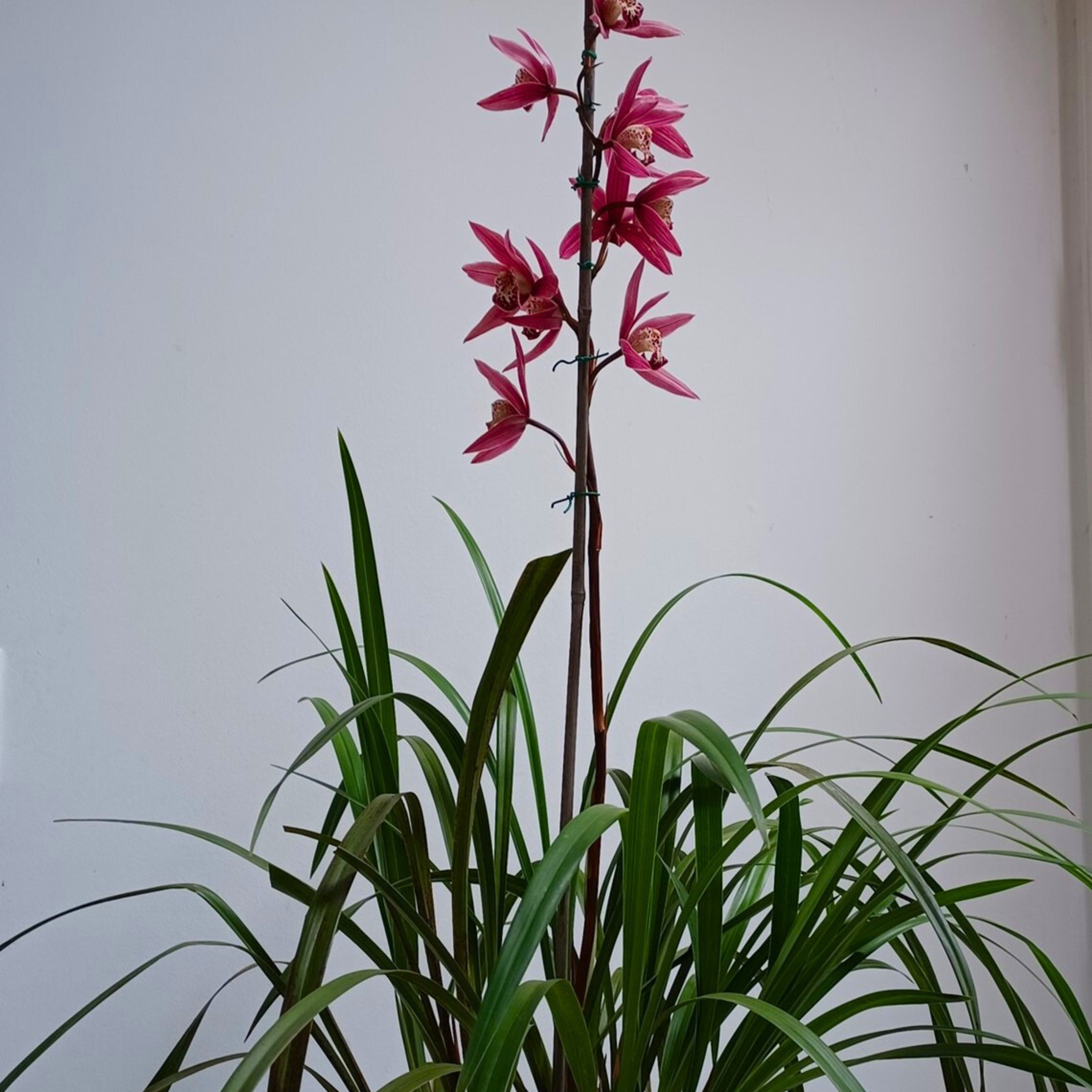 Cymbidium Murasaki Grex Variegated - Blooming size