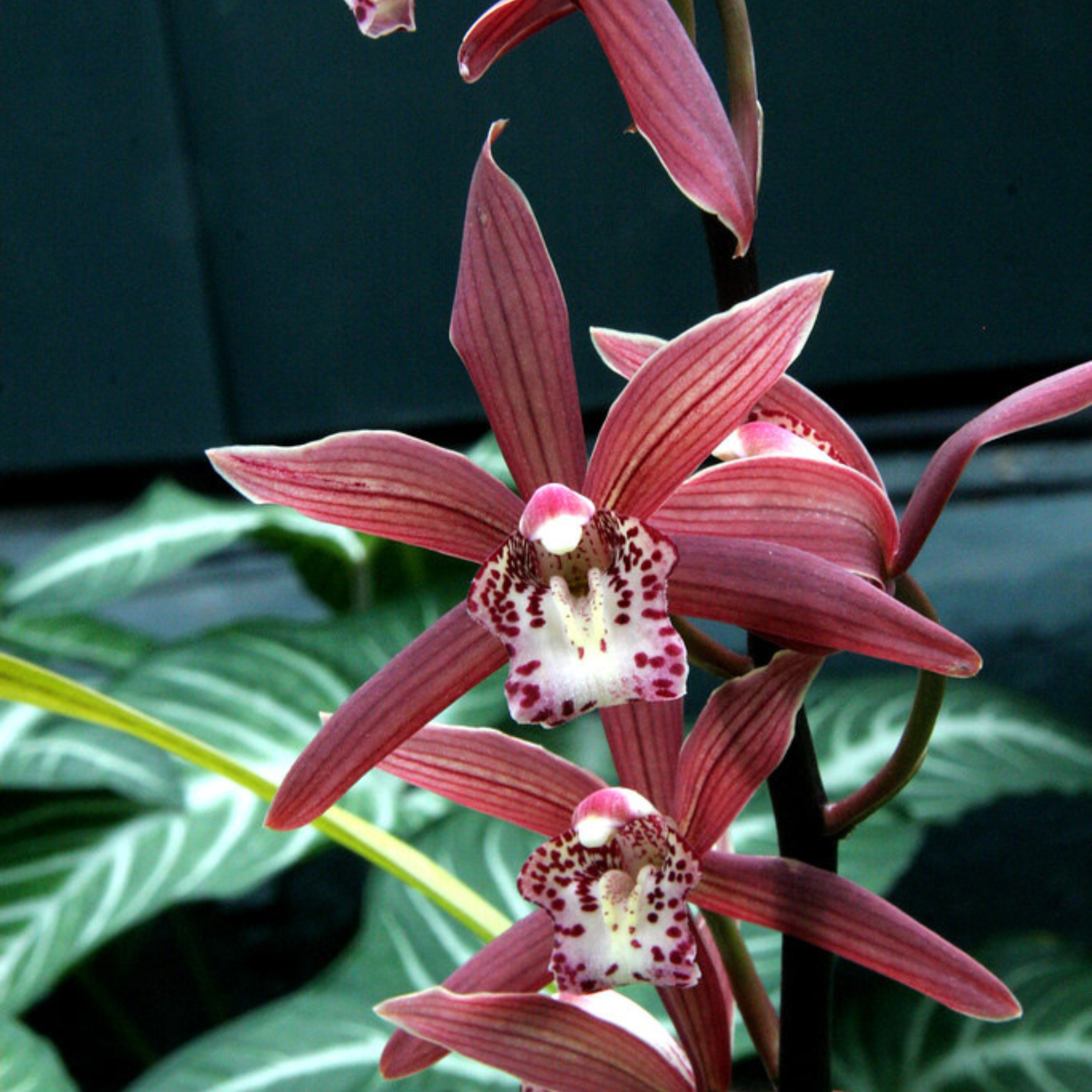 Cymbidium Murasaki Grex Variegated - Blooming size