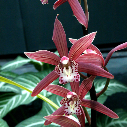 Cymbidium Murasaki Grex Variegated - Blooming size