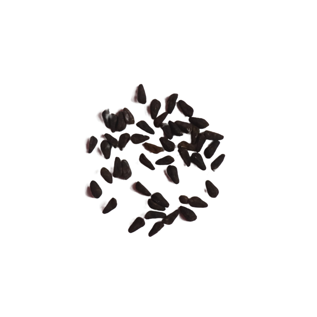Cypress Vine / Kasiratnam Seeds - Open Pollinated