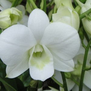 Dendrobium Big White
