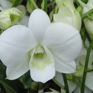 Dendrobium 5 Colour Combo - Popeye Red, TG Blue, Big White, Yellow Red Lip, New Burana