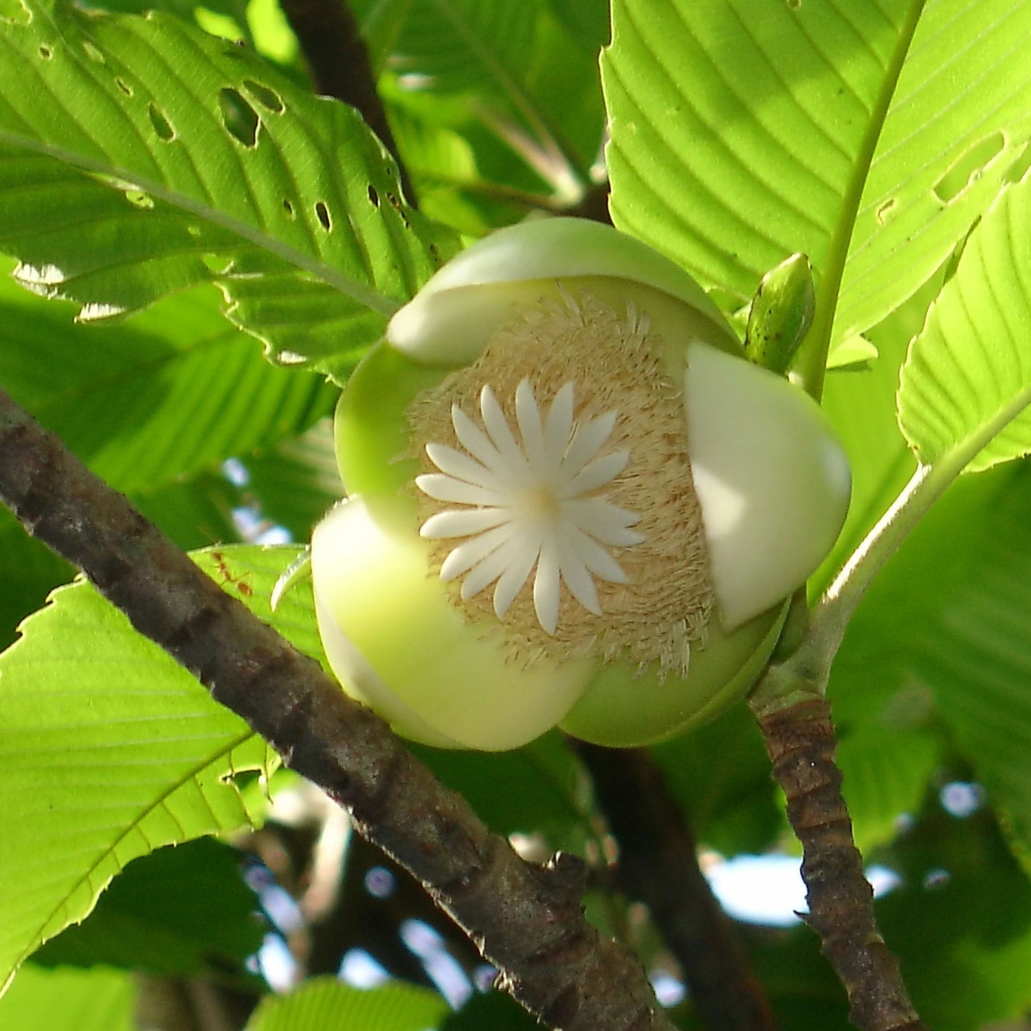 Elephant Apple Tree (Dillenia indica) Live Plant