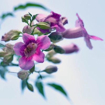 St John's Creeper (Podranea ricasoliana) Flowering Live Plant