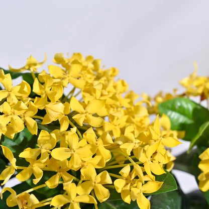 Ixora Yellow All Time Flowering Live Plant