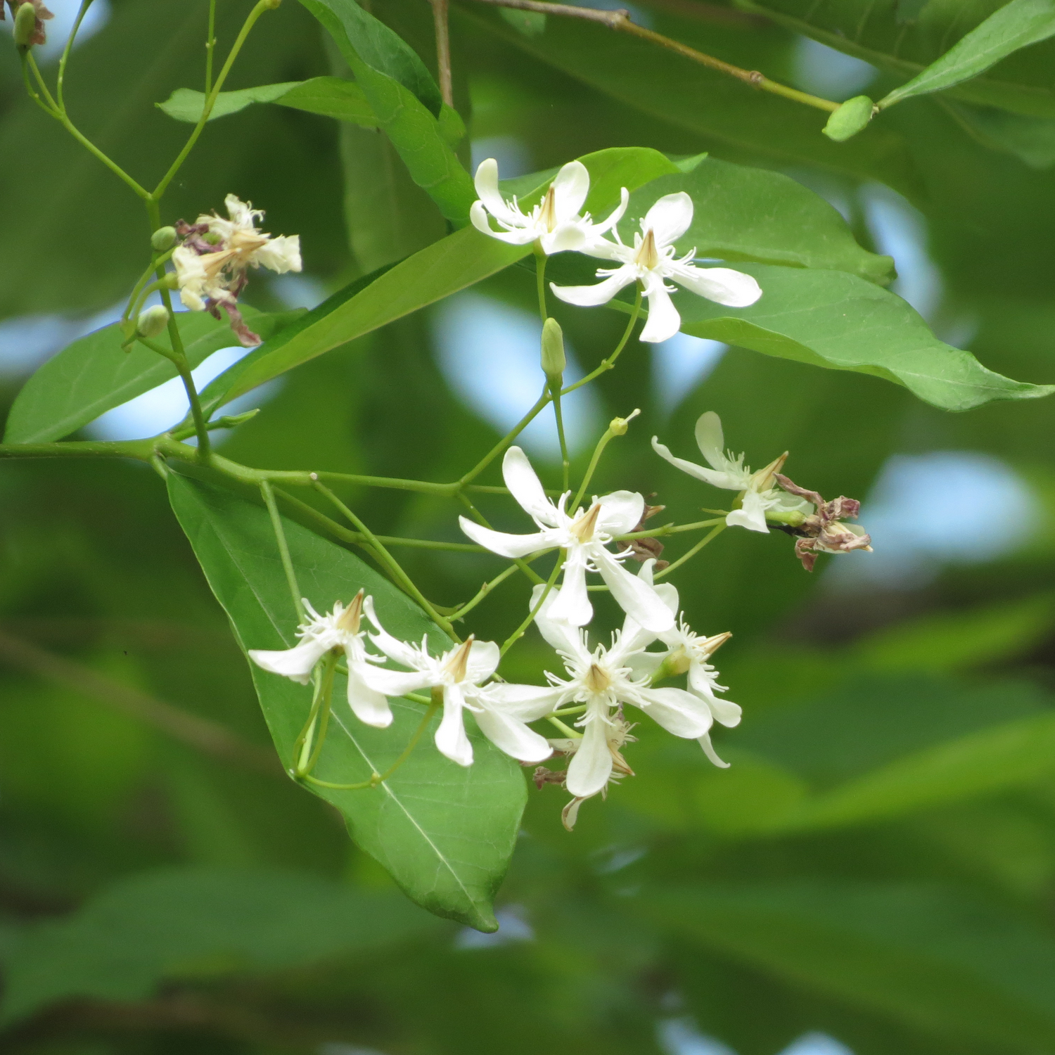 Danthapala (Wrightia tinctoria) Medicinal / Flowering Live Plant