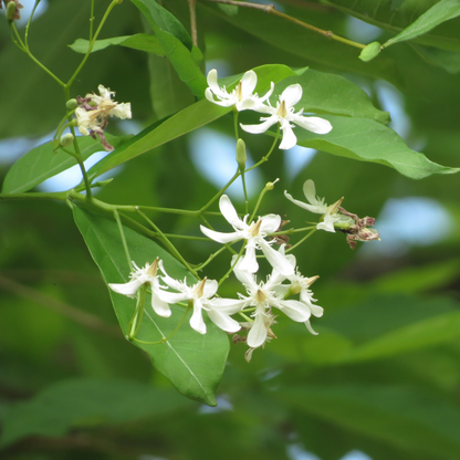 Danthapala (Wrightia tinctoria) Medicinal / Flowering Live Plant