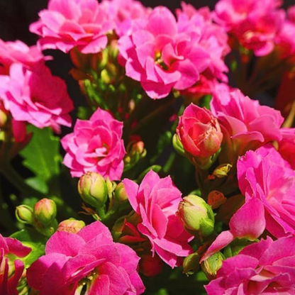 Dark Pink Kalanchoe (Blossfeldiana) All Time Flowering Live Plant