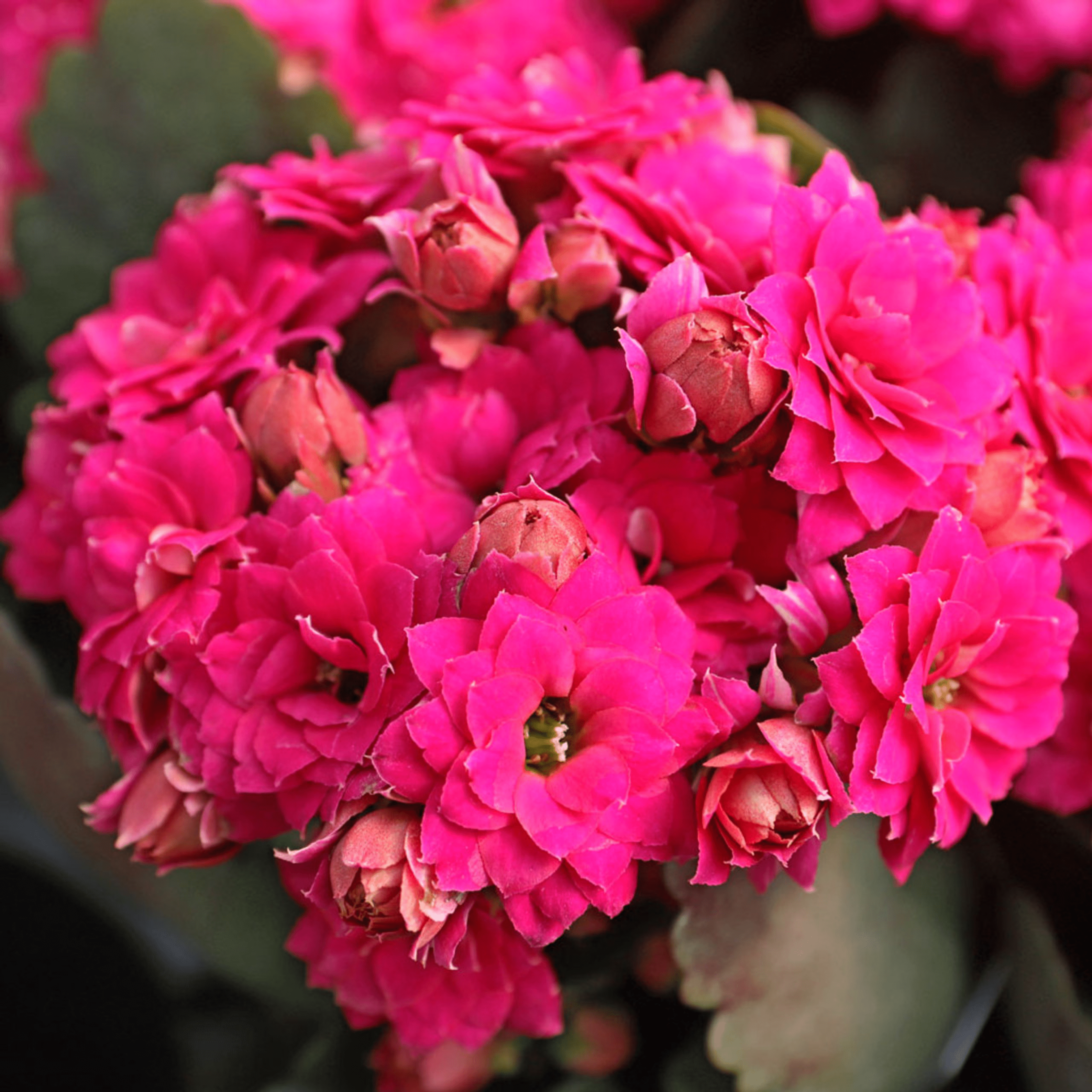 Dark Pink Kalanchoe (Blossfeldiana) All Time Flowering Live Plant