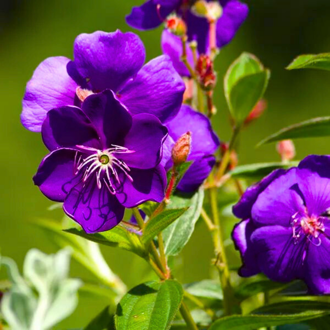 Dark Purple Melastoma (Tibouchina) Flowering Live Plant