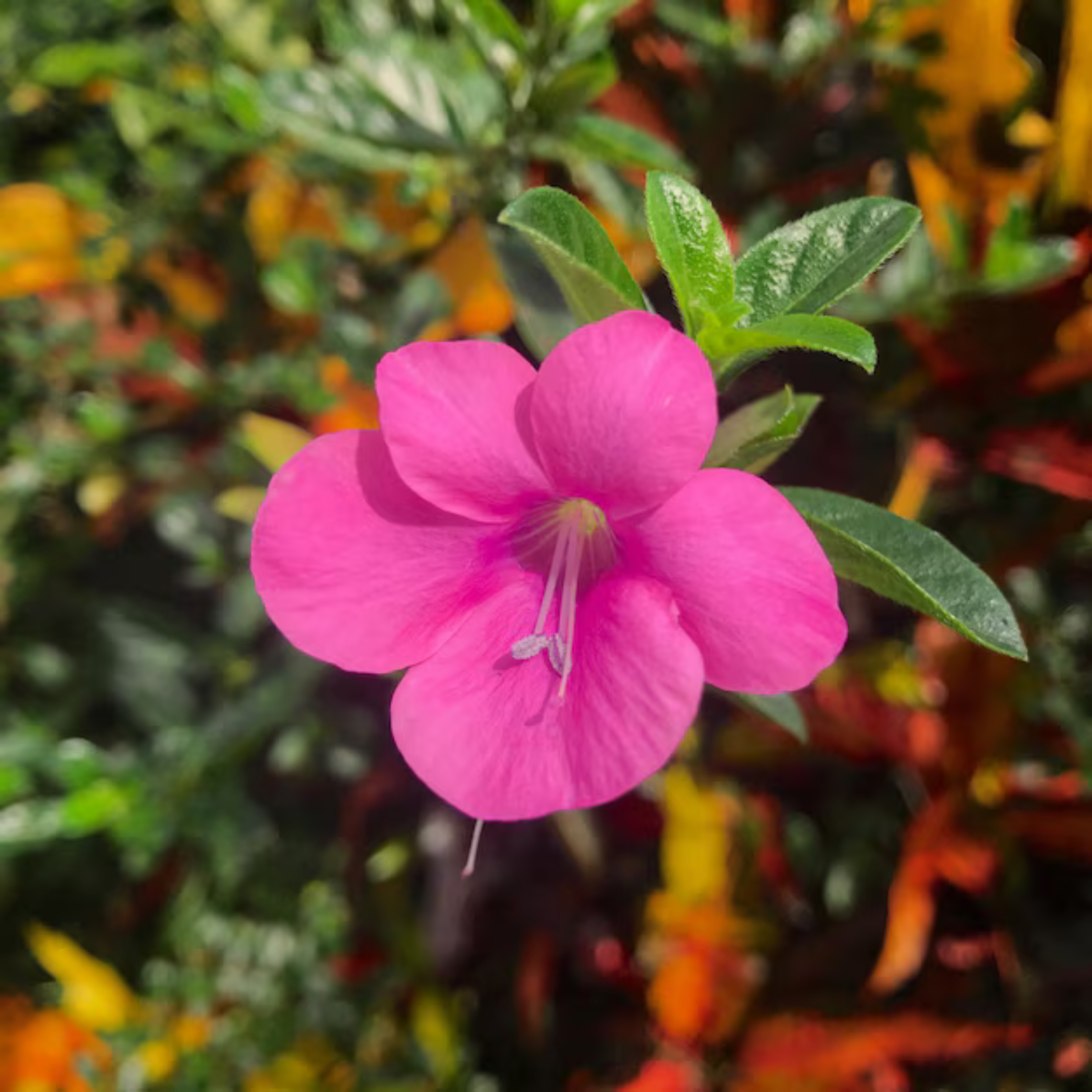 December Flower Pink (Barleria cristata) All Time Flowering Live Plant