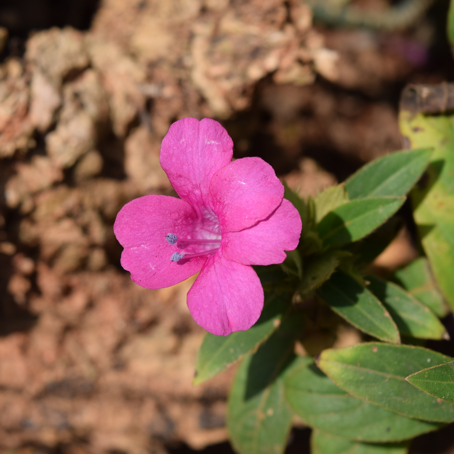 December Flower Pink (Barleria cristata) All Time Flowering Live Plant