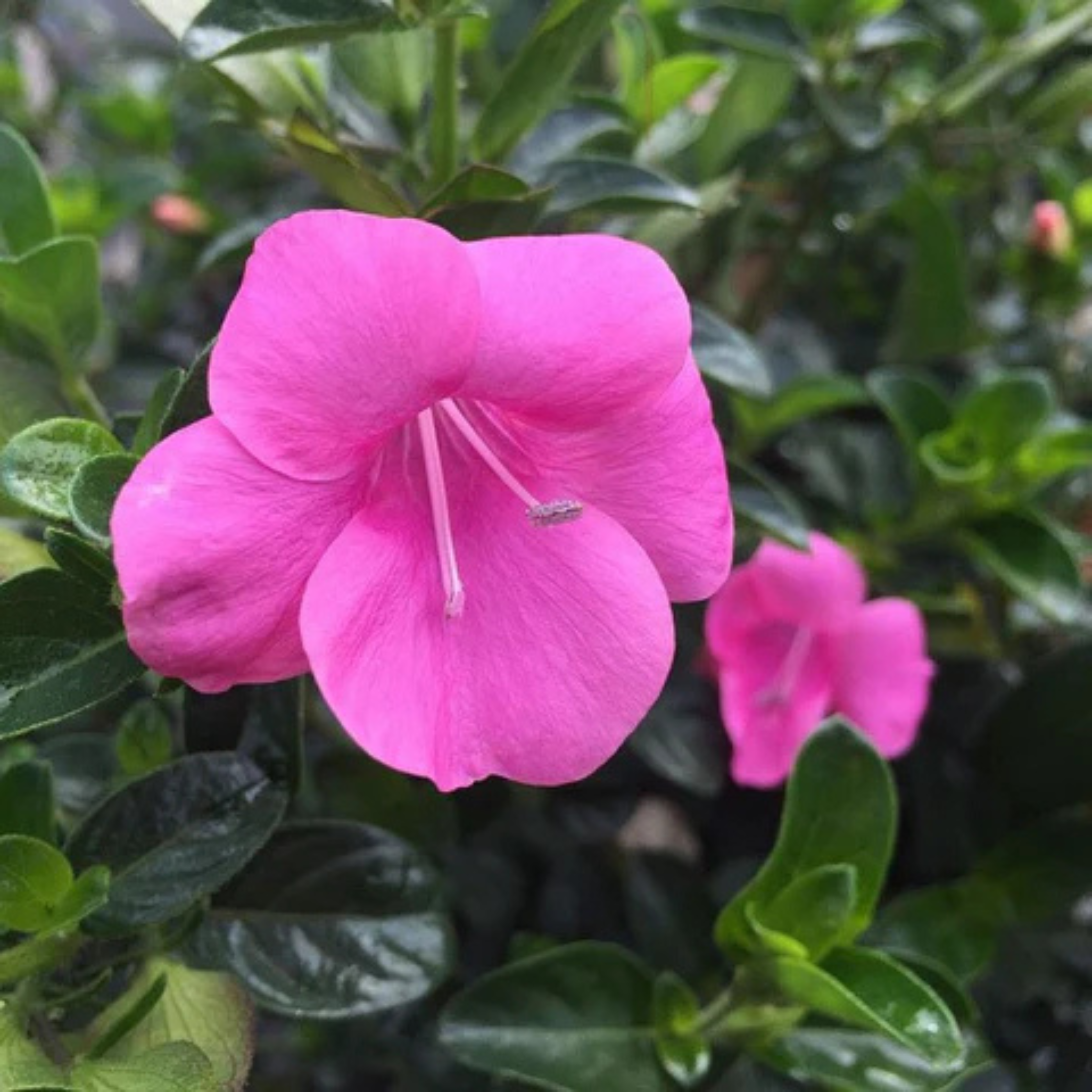 December Flower Pink (Barleria cristata) All Time Flowering Live Plant