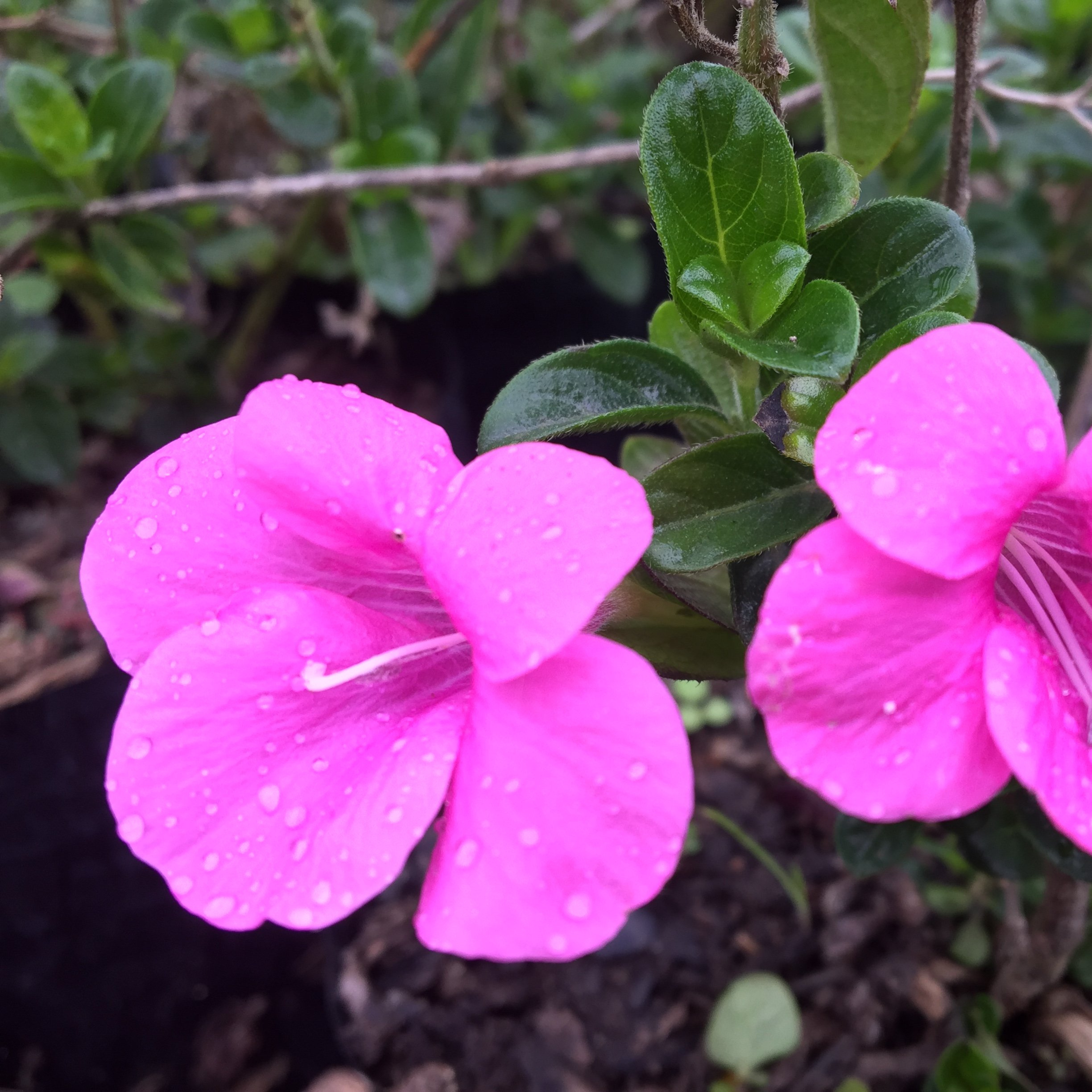 December Flower Pink (Barleria cristata) All Time Flowering Live Plant