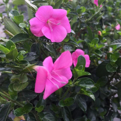 December Flower Pink (Barleria cristata) All Time Flowering Live Plant