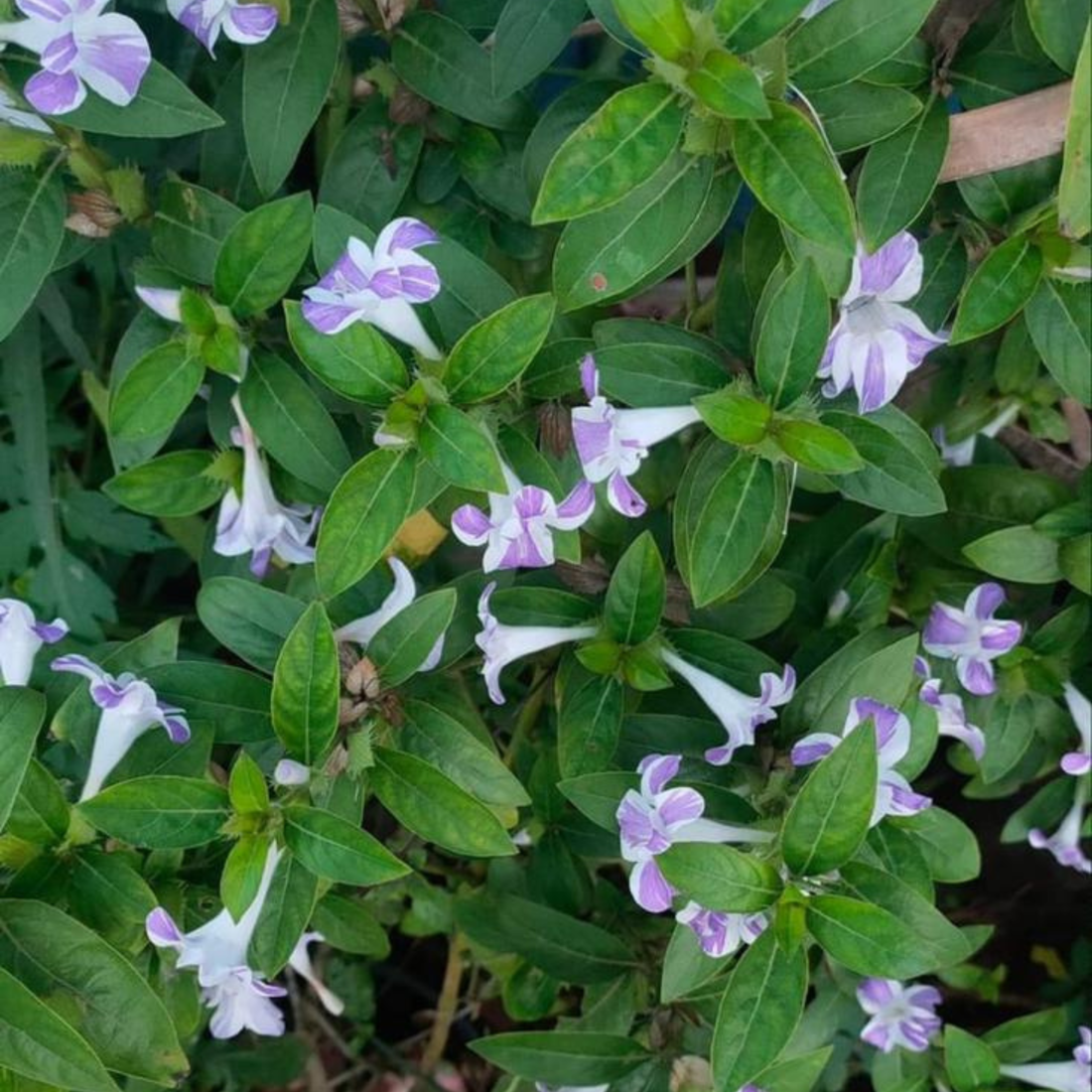 December Flower Purple White / Philippine Violet (Barleria cristata) Flowering Live Plant