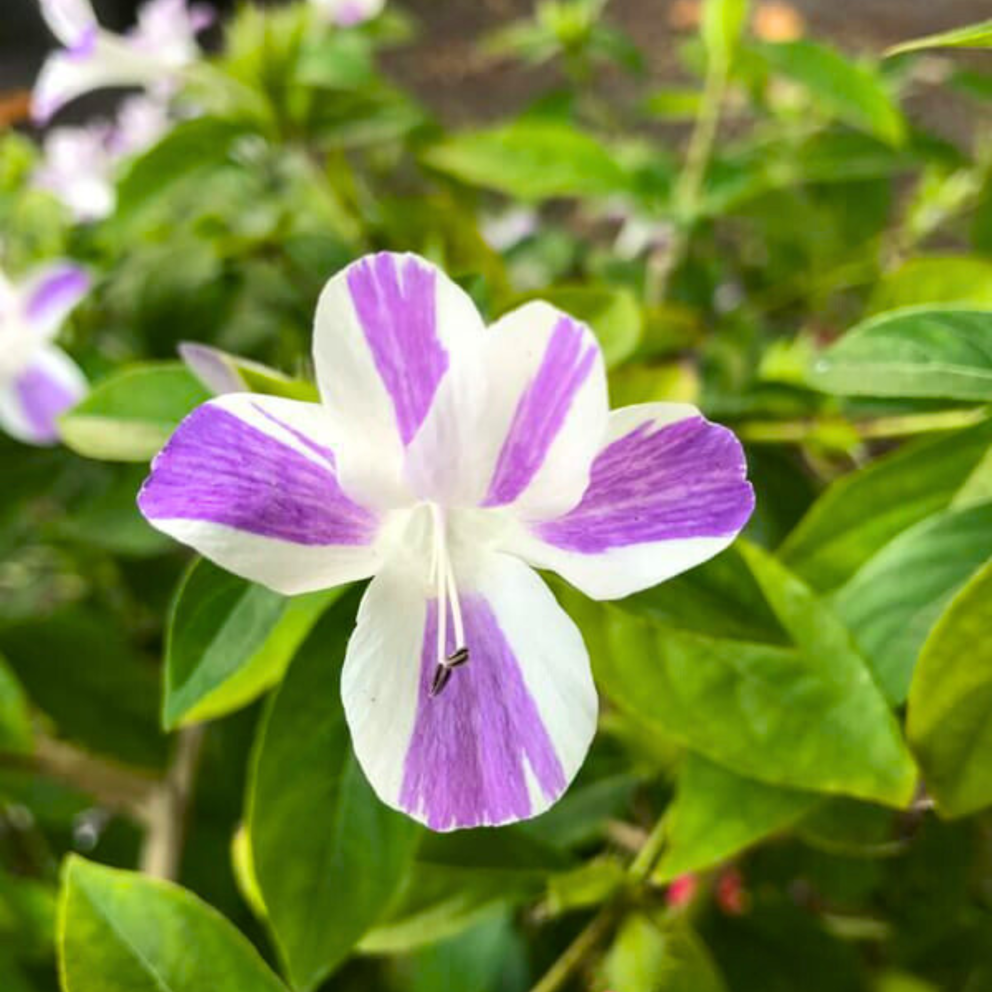 December Flower Purple White / Philippine Violet (Barleria cristata) Flowering Live Plant