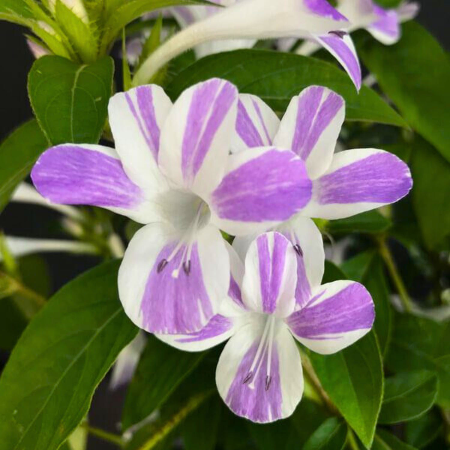 December Flower Purple White / Philippine Violet (Barleria cristata) Flowering Live Plant