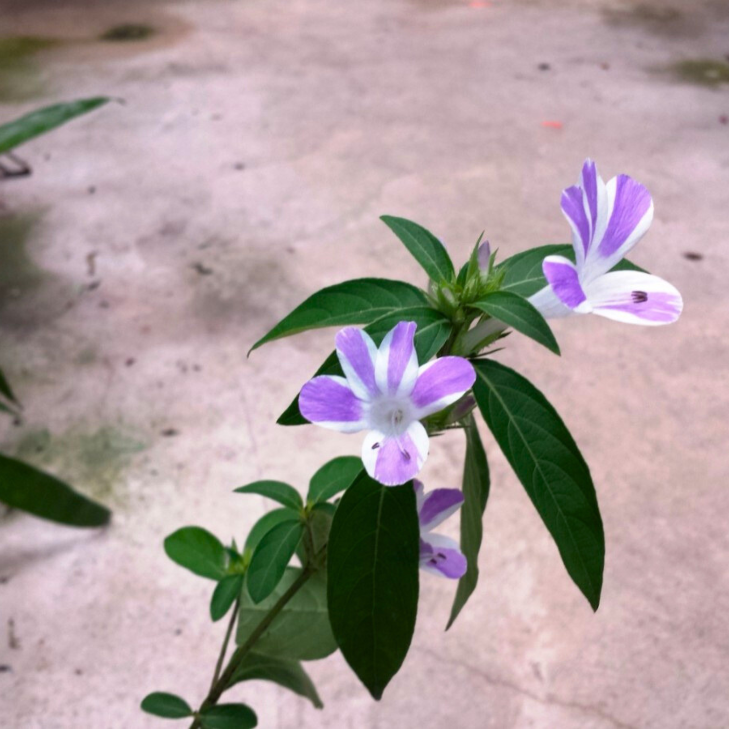 December Flower Purple White / Philippine Violet (Barleria cristata) Flowering Live Plant