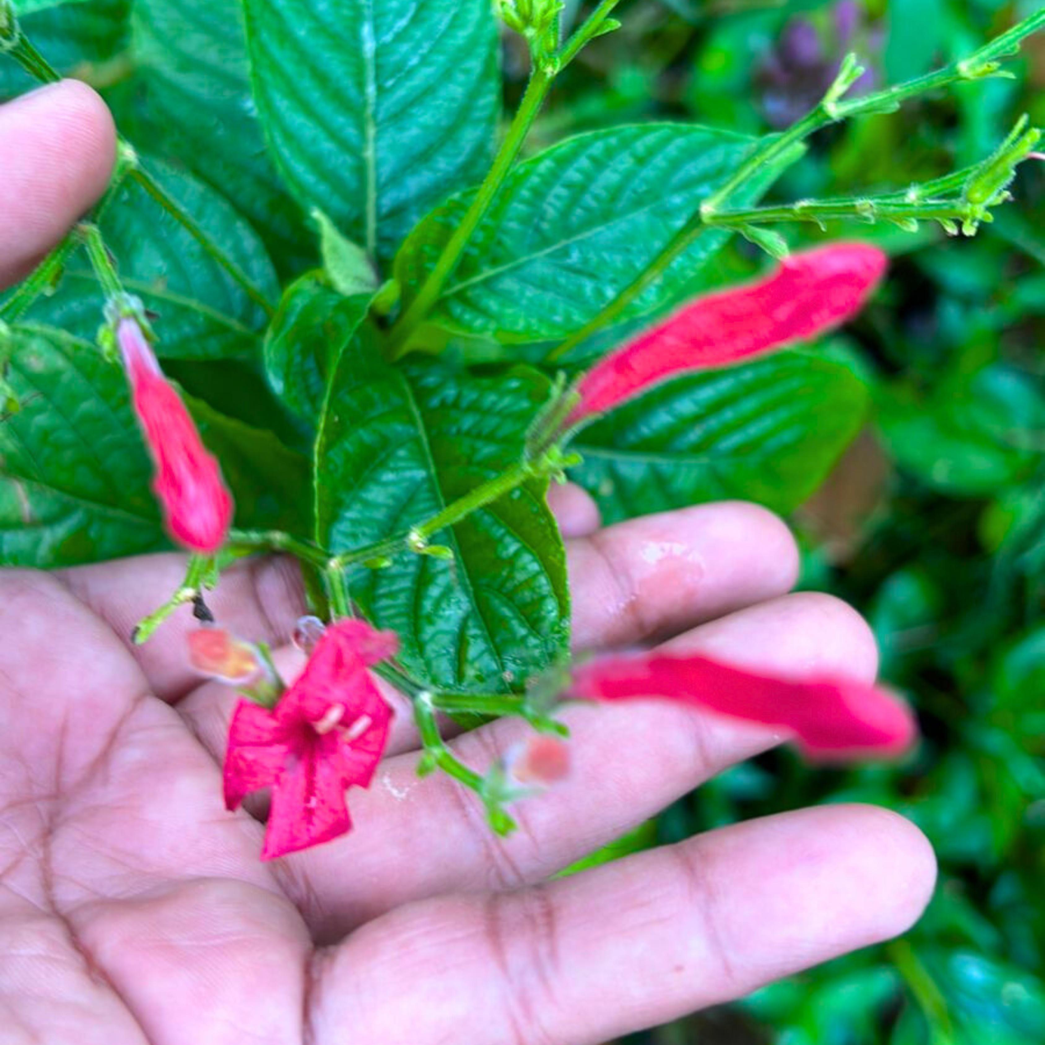 December Flower Red All Time Flowering Live Plant