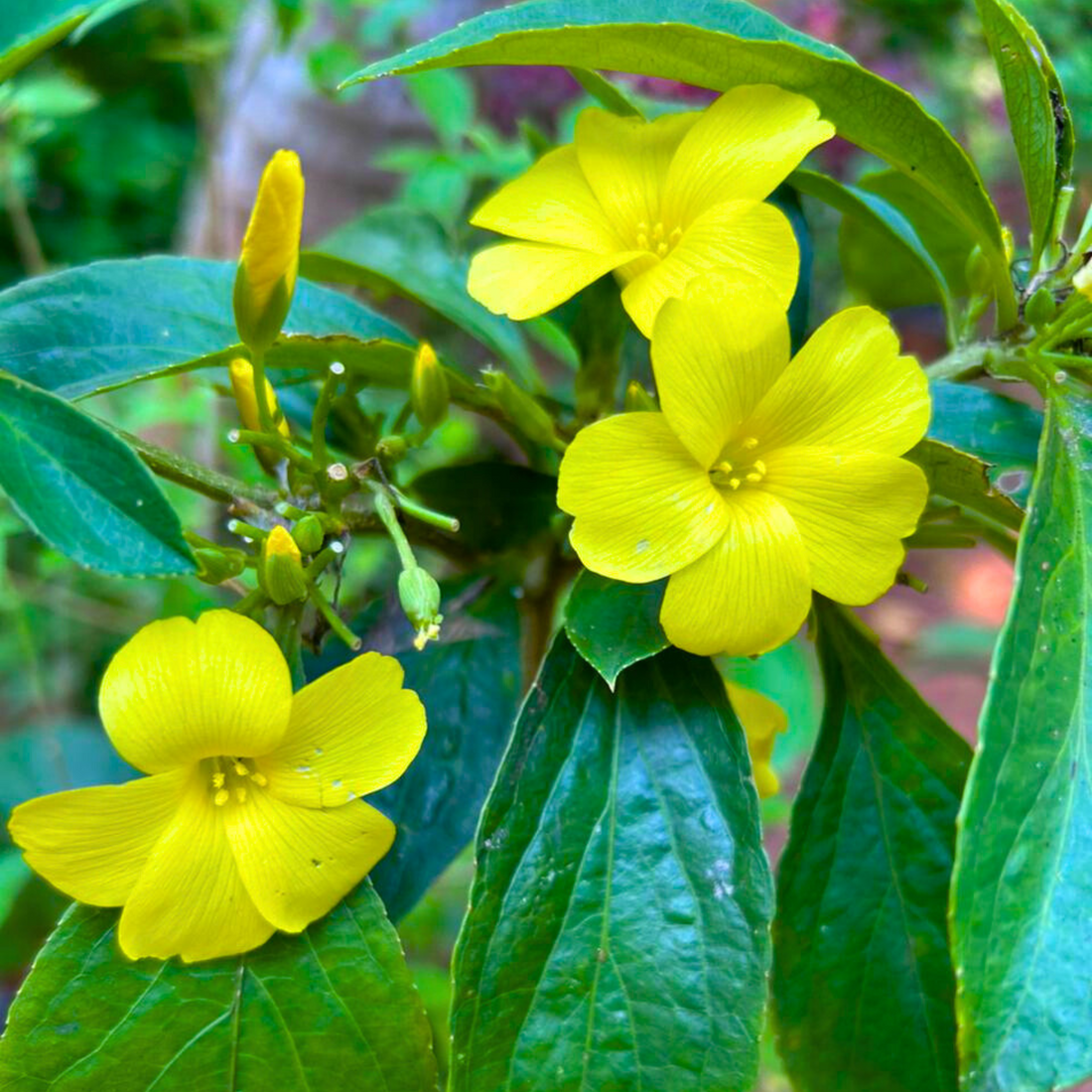 December Flower Yellow (Reinwardtia indica) All Time Flowering Live Plant