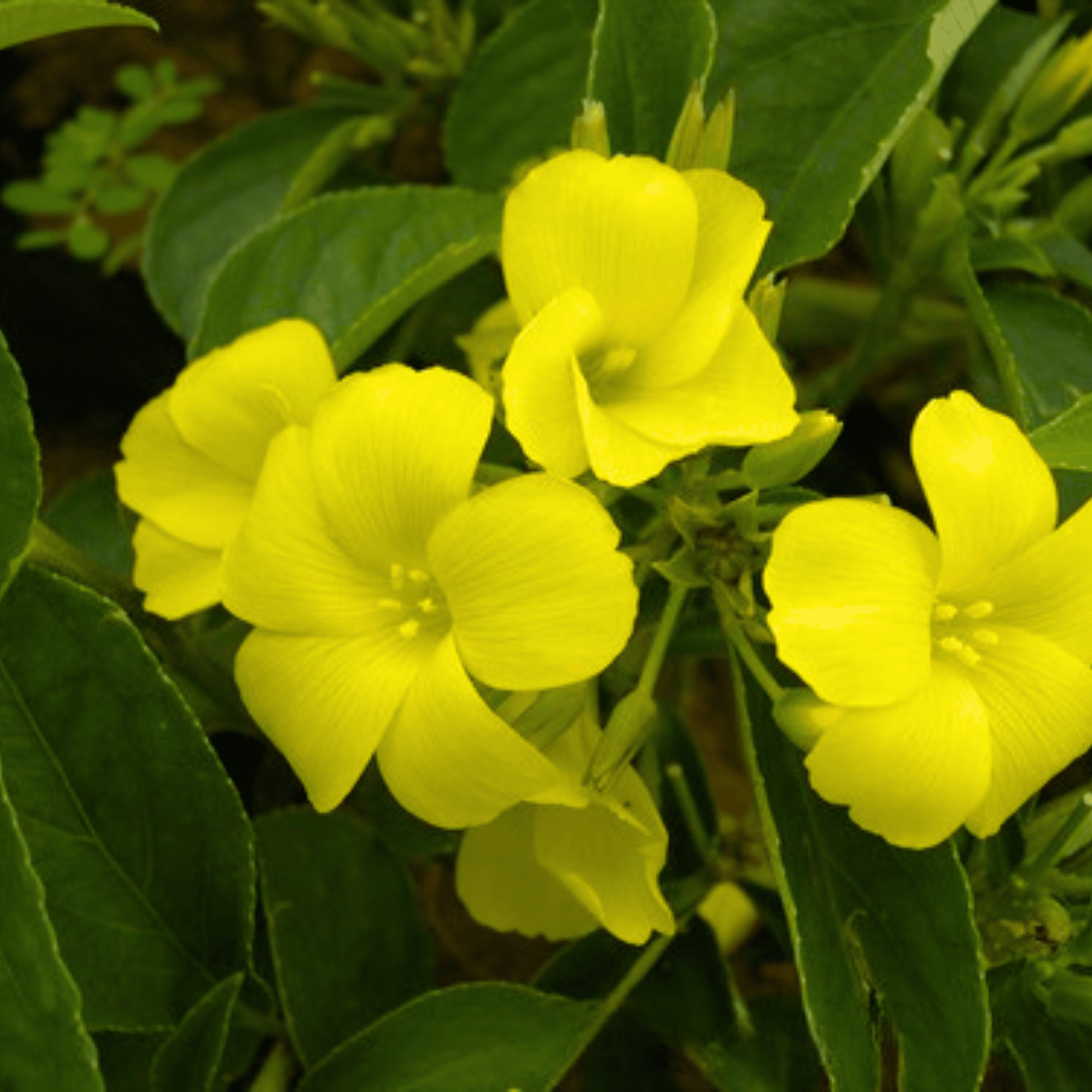 December Flower Yellow (Reinwardtia indica) All Time Flowering Live Plant