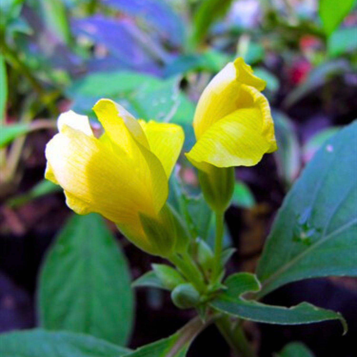 December Flower Yellow (Reinwardtia indica) All Time Flowering Live Plant