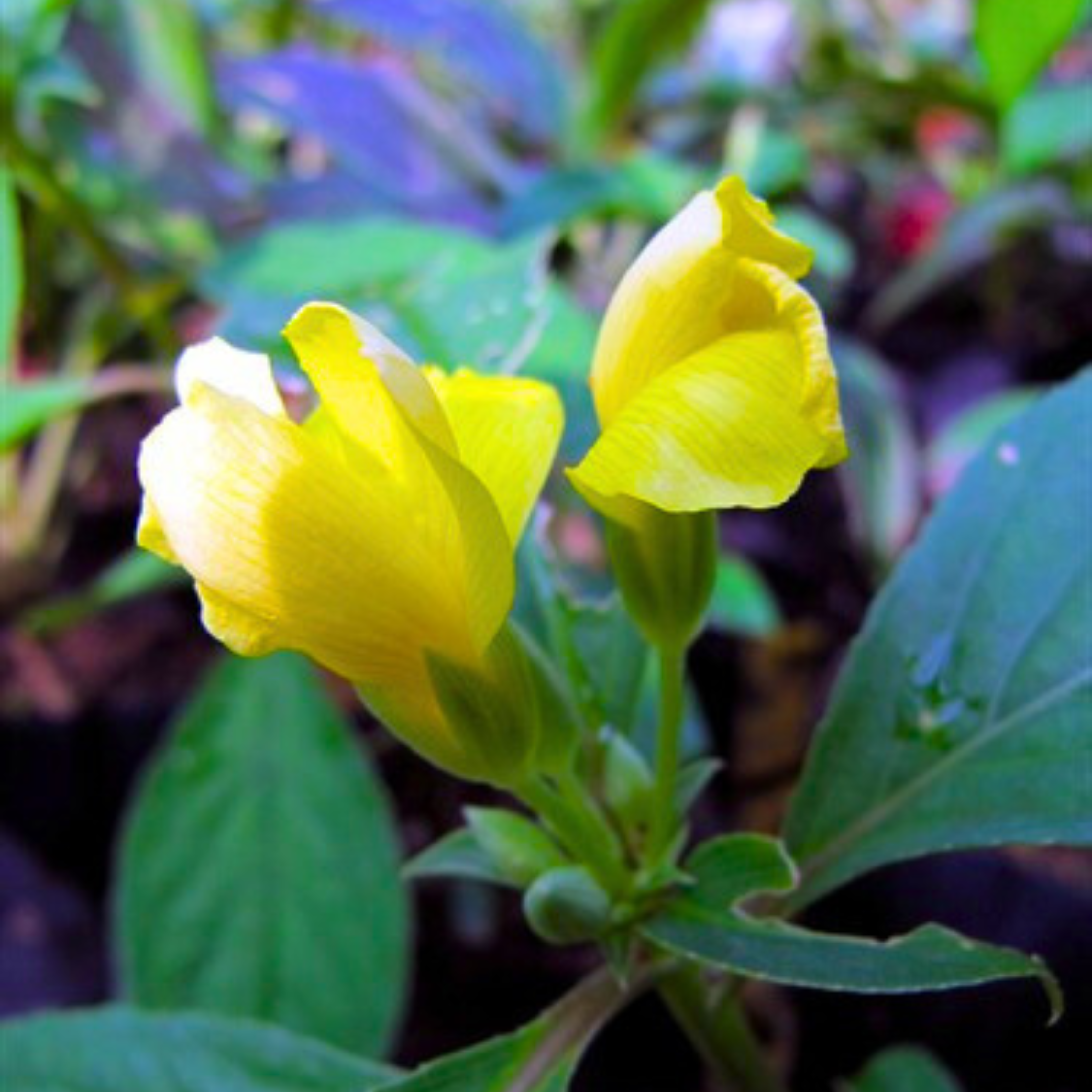 December Flower Yellow (Reinwardtia indica) All Time Flowering Live Plant