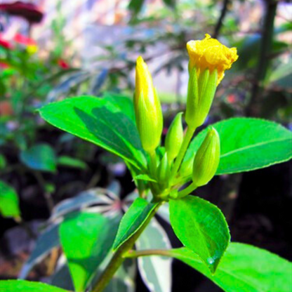 December Flower Yellow (Reinwardtia indica) All Time Flowering Live Plant