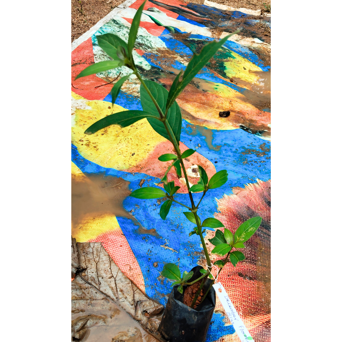 December Flower (Spatika) - Blue Flowering Live Plant