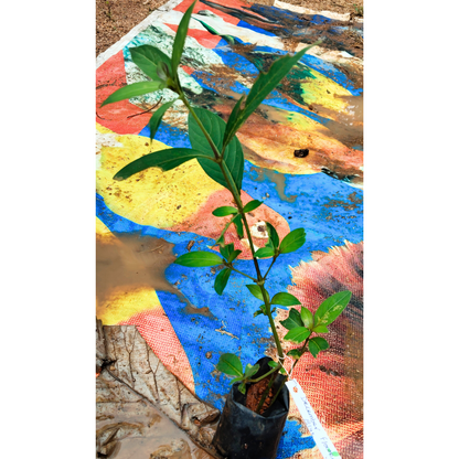 December Flower (Spatika) - Blue Flowering Live Plant