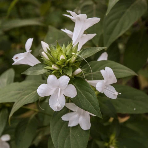 December Flower (Spatika) - White Flowering Live Plant