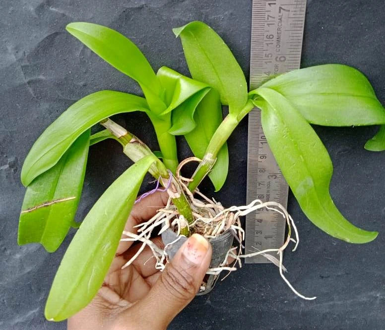 Dendrobium Suphanburi fancy Two Tone (Seedling)