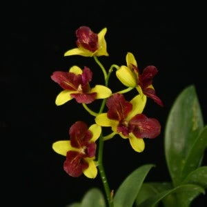 Dendrobium Thongchai Gold 3 Lips (Seedling)