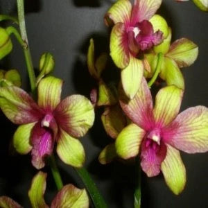 Dendrobium Emarald Splash (Blooming Size)