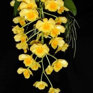 Dendrobium Chrysotoxum (Seedling)