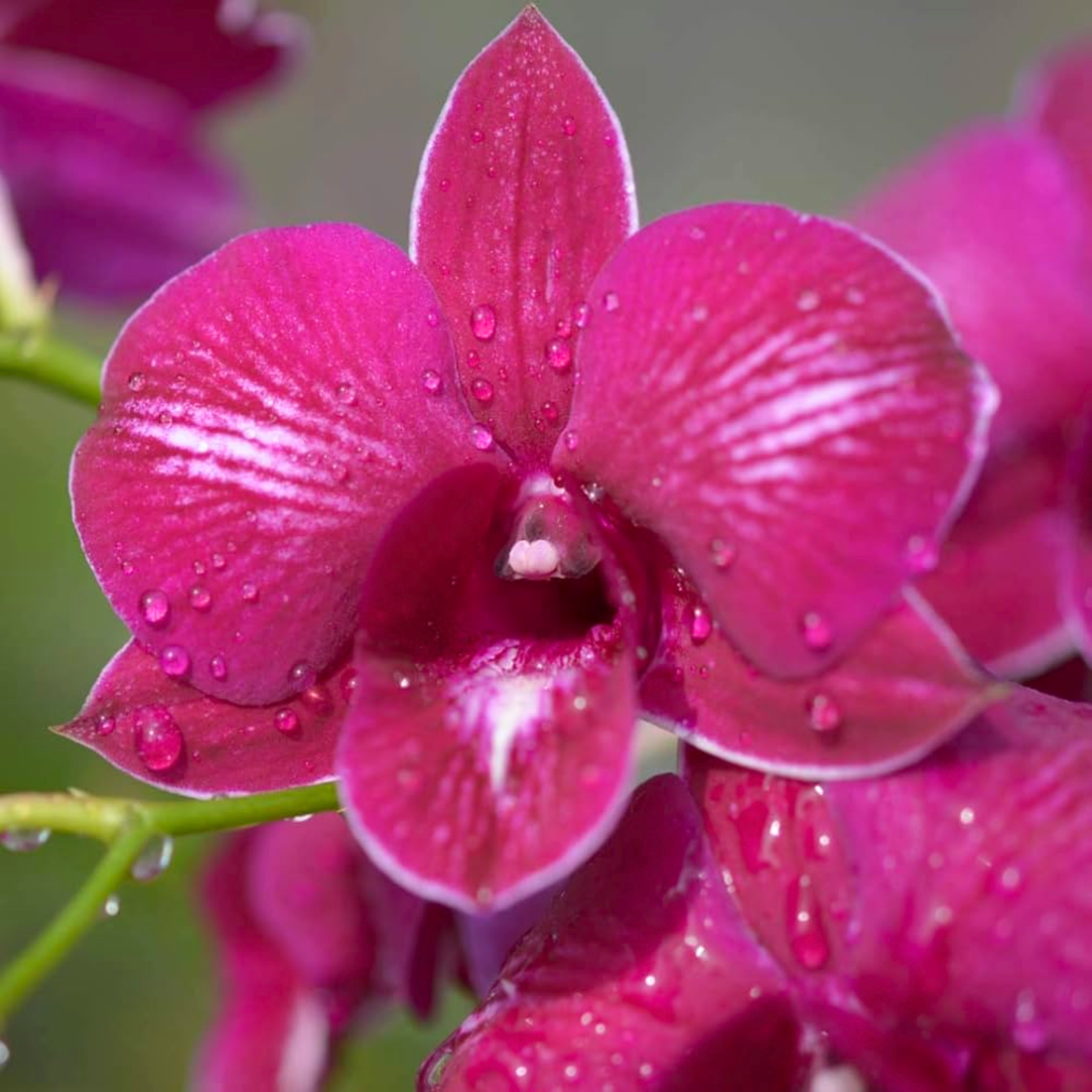 Dendrobium Airy Red Dragon - Blooming Size