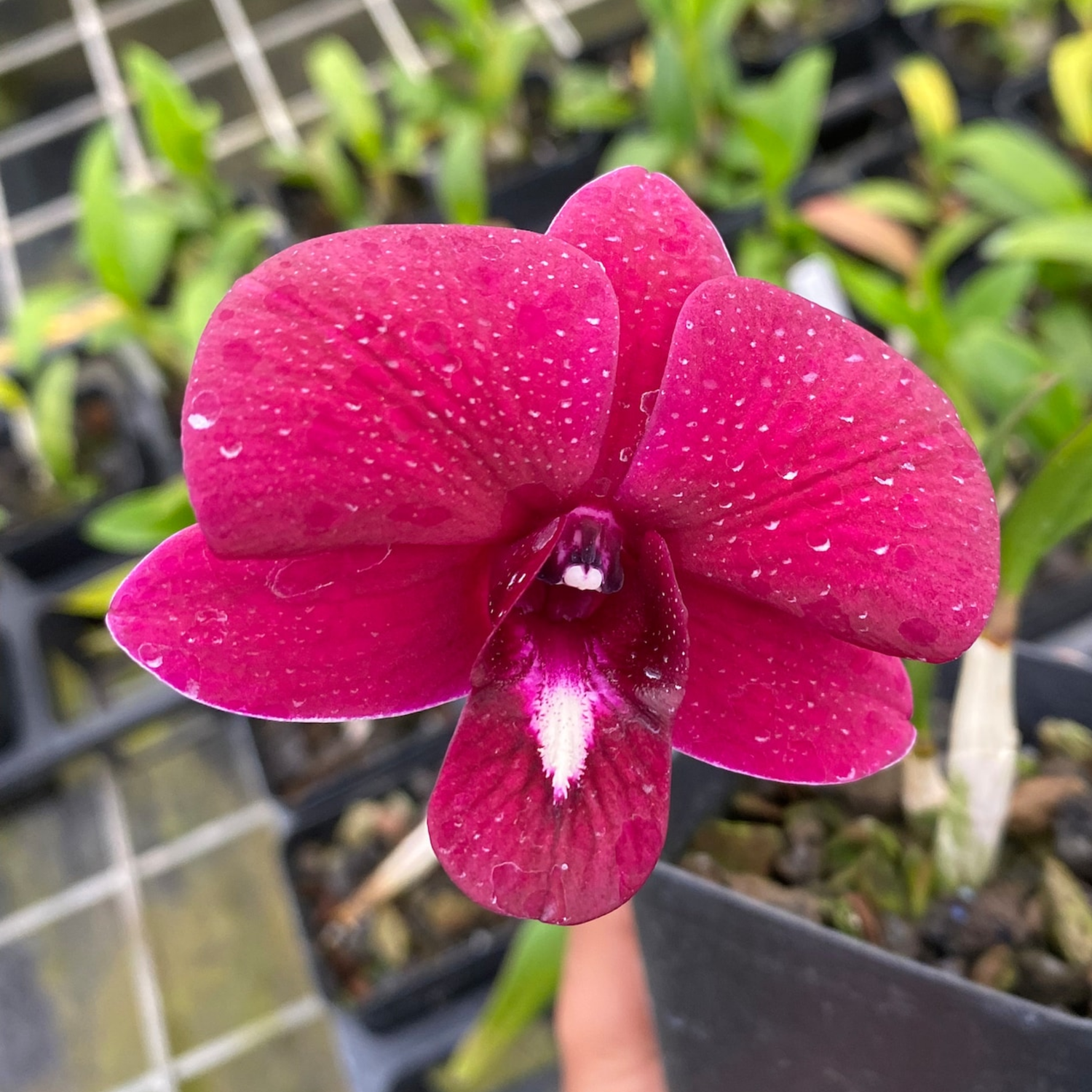 Dendrobium Airy Red Dragon - Blooming Size