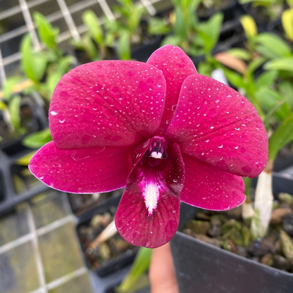 Dendrobium Airy Red Dragon - Blooming Size