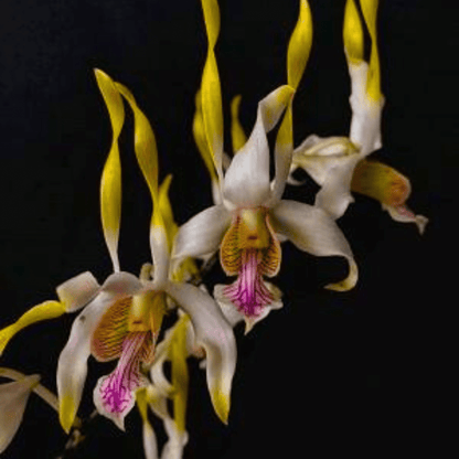 Dendrobium Antennatum Hybrid (Seedling)