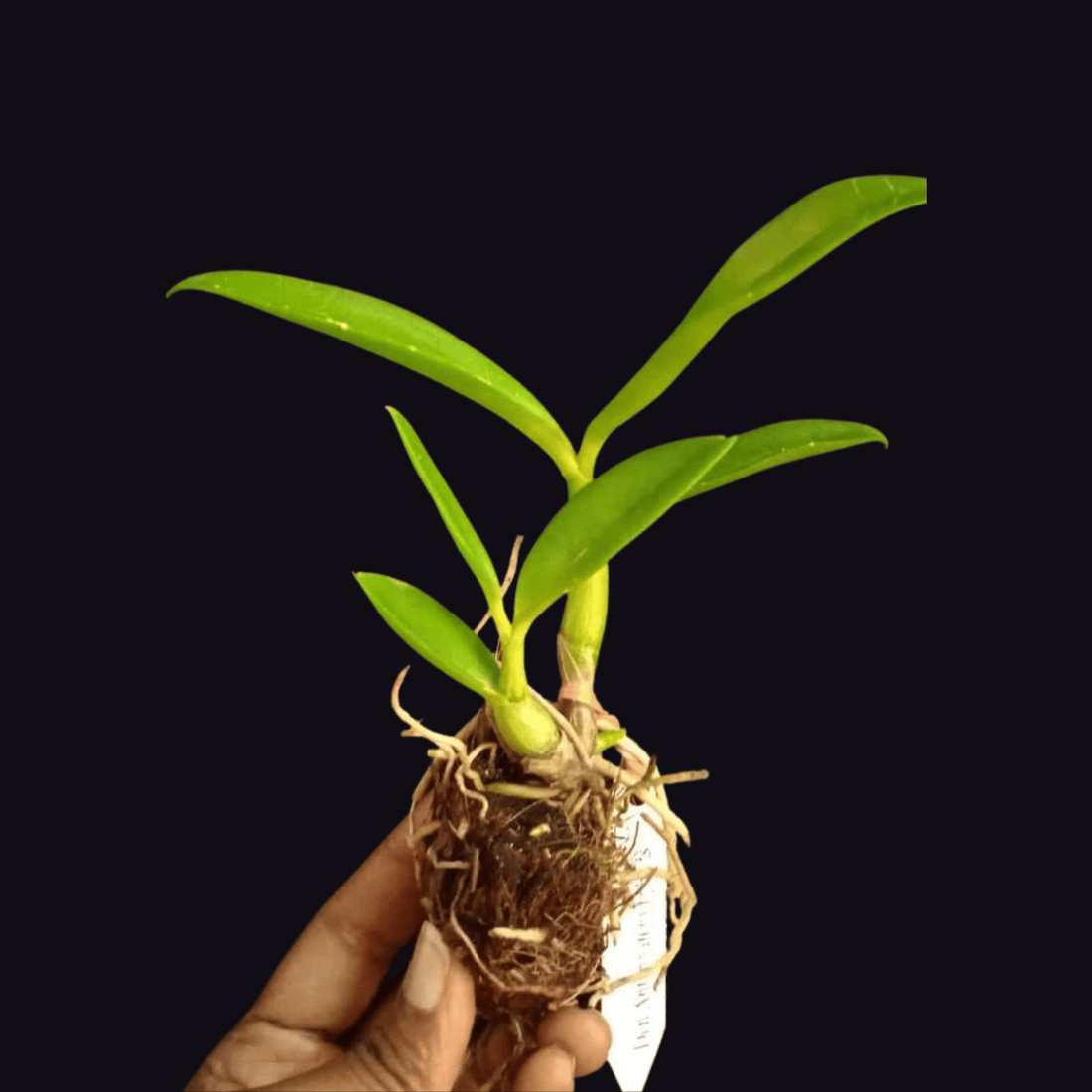 Dendrobium Antennatum Hybrid (Seedling)