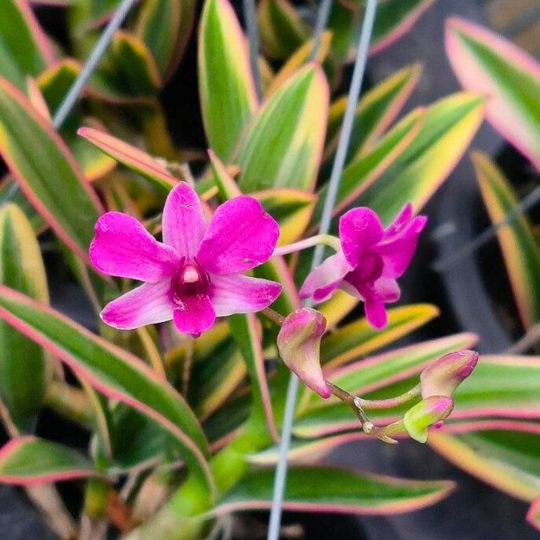 Dendrobium Bigibbum Variegated Compactum - Blooming Size