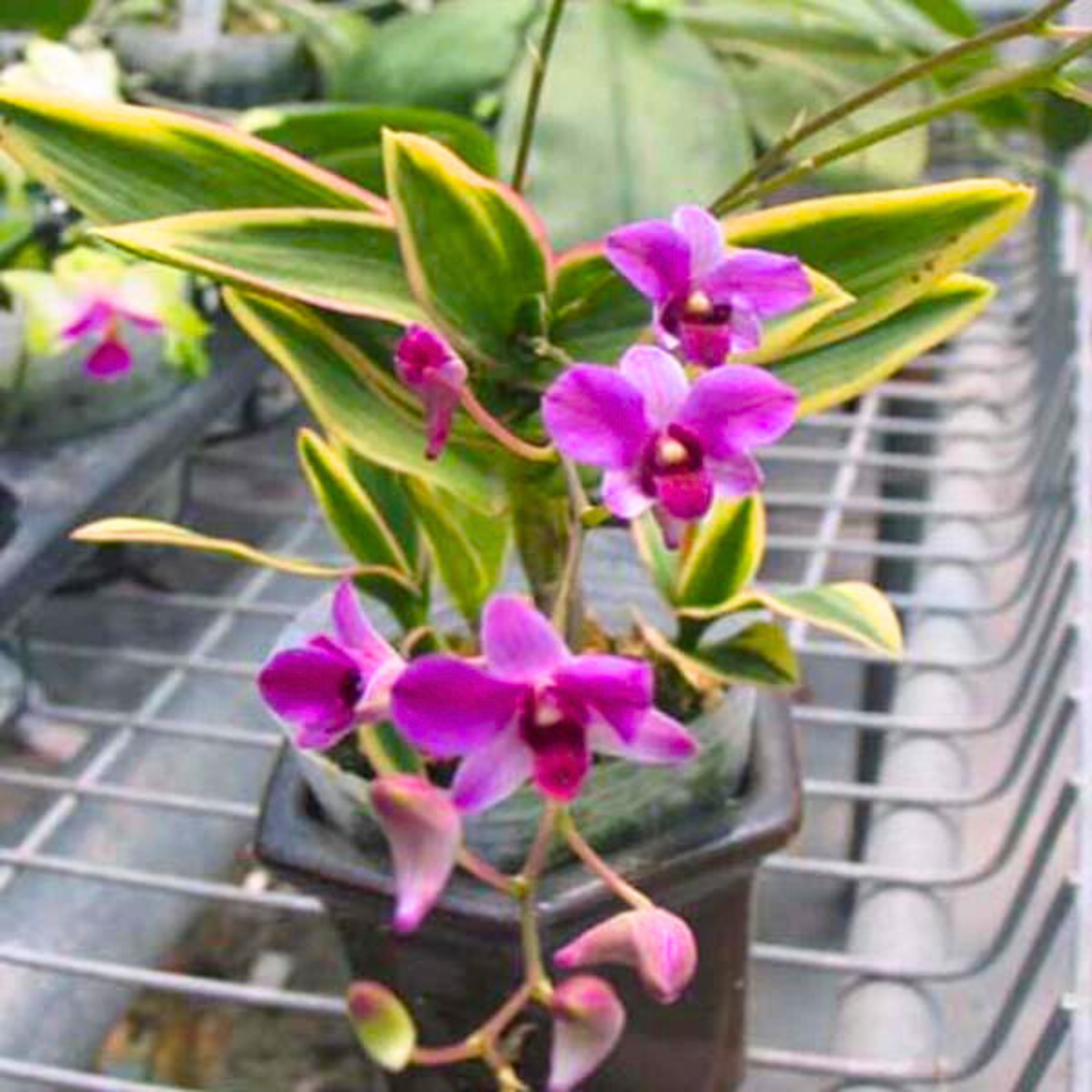 Dendrobium Bigibbum Variegated Compactum - Blooming Size