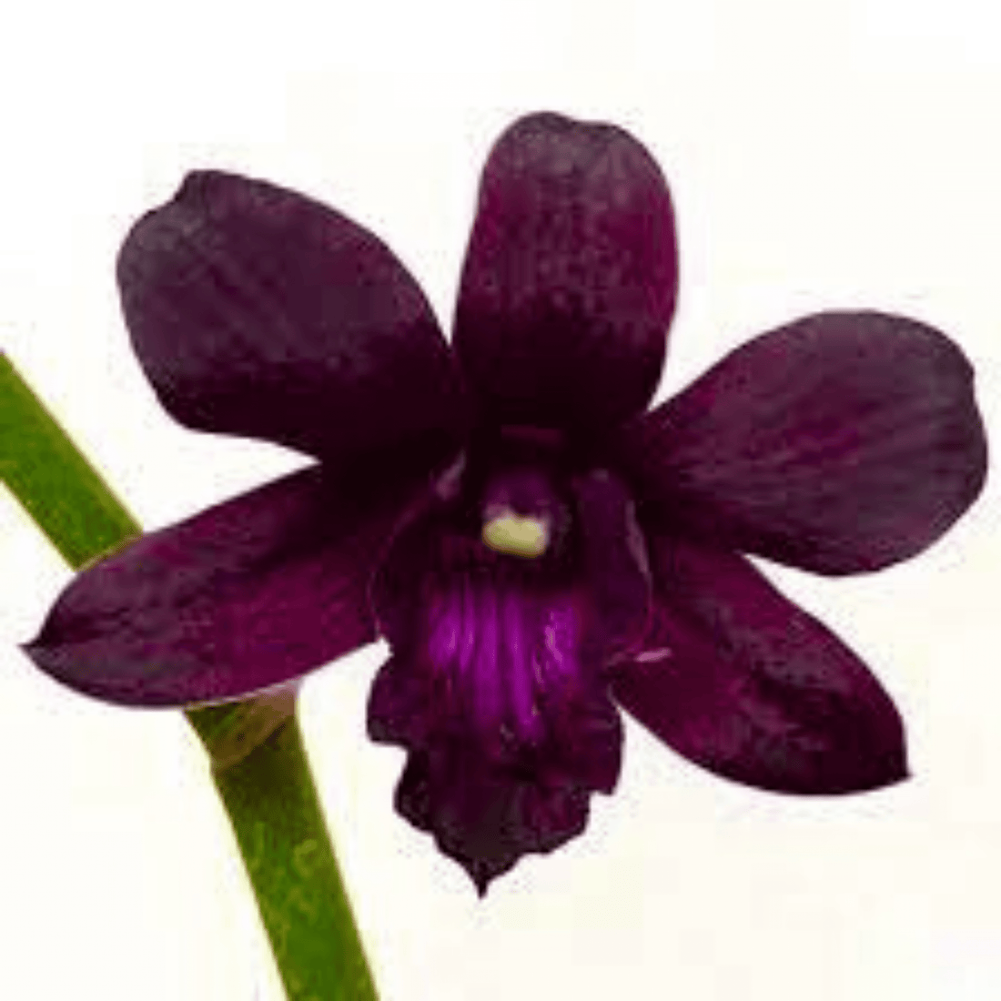 Dendrobium Black Blue 