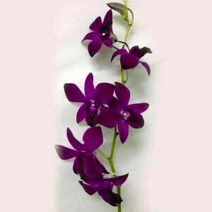 Dendrobium Black Blue 