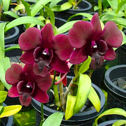 Dendrobium Black Pearl