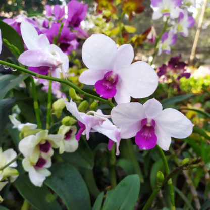 Dendrobium Burana Charm - Blooming Size