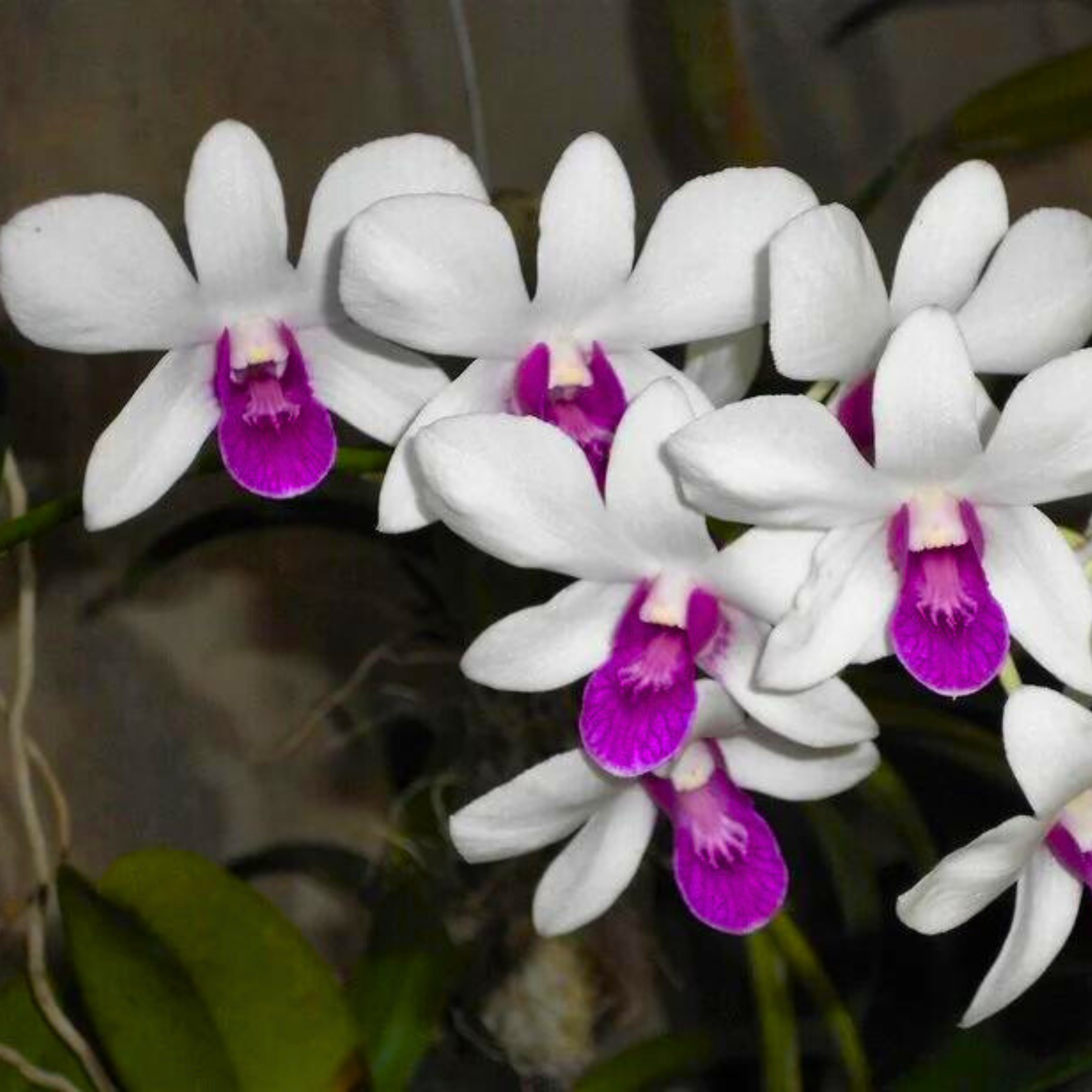 Dendrobium Burana Charm - Blooming Size