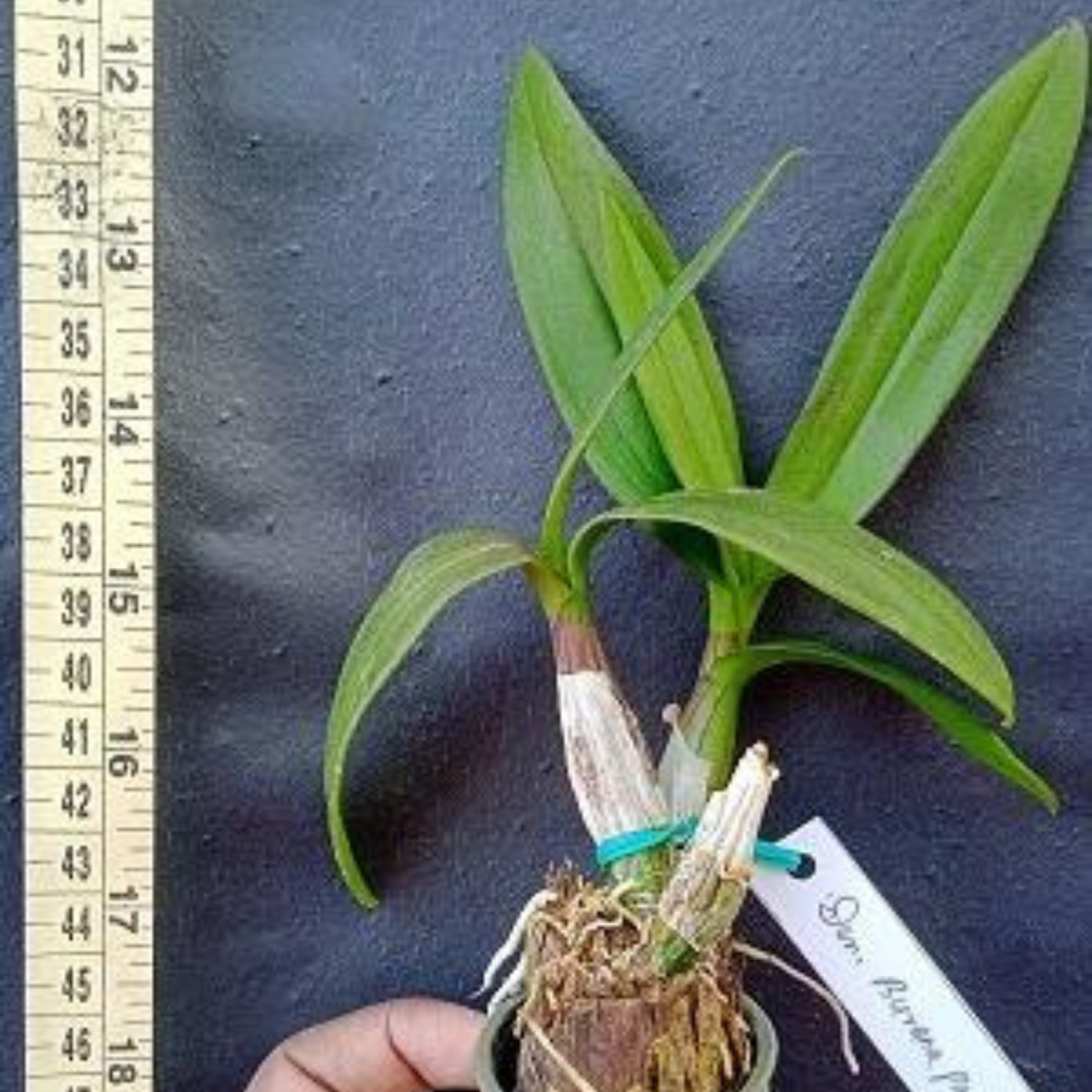 Dendrobium Burana Paragon (Seedling Size)