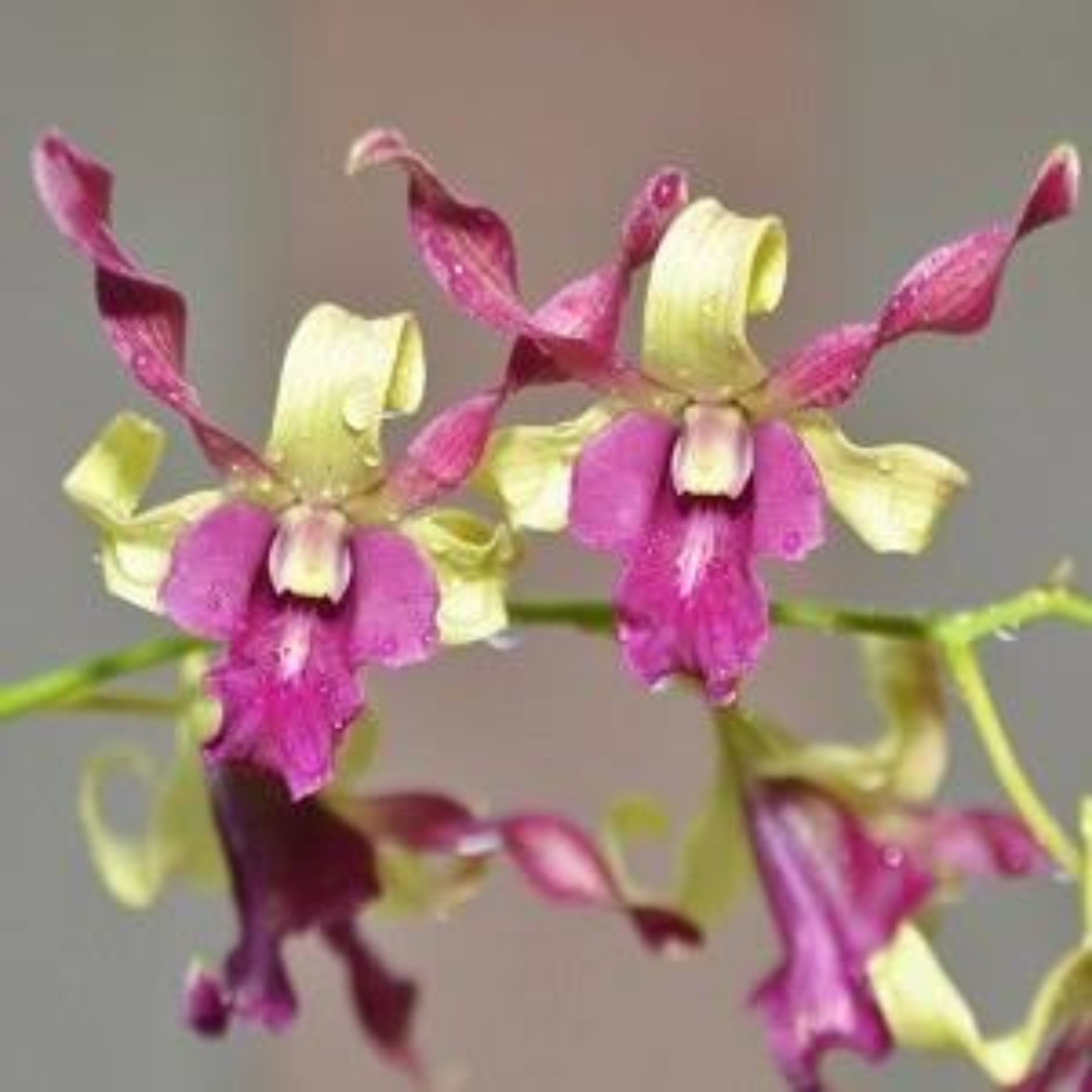 Dendrobium Carol Goo (Seedling Size)